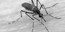 Mosquito Aedes aegypti, transmissor da dengue