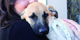 Cachorro, com uma expressão triste, no colo de uma jovem 