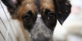 Foto em detalhe do rosto de cachorro bem tratado, com pequena estrela decorativa colada na testa