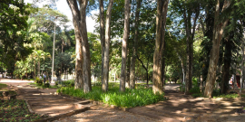 Área arborizada do Parque Guilherme Lage
