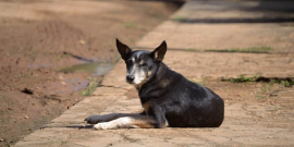 cão na cor preta, deitado sobre a calçada, olhando para a câmera