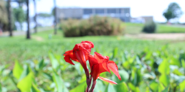 Imagem, em primerio plano, de uma flor vermelha. ao fundo, a imagem desfocada do jardim.