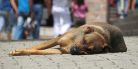 Foto mostra cachorro deitado na rua