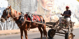 Homem dirige carroça puxada por cavalo, durante o dia.