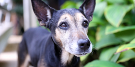 Cão de raça não especificada