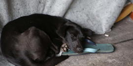 Cão negro deitado em cima de um chinelo e um cobertor 