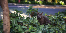 Gato fotografado em área verde