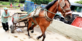 Carroça puxada por cavalo