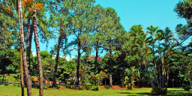 área verde de parque de belo horizonte