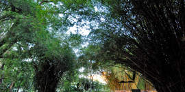 Foto de árvores do Parque Municipal Américo Renné Giannetti