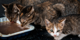 três gatos se alimentam em pote no chão