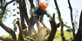 Funcionário da PBH corta árvore