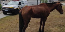 cavalo solto em via pública