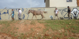 Regional Venda Nova promove ação de recolhimento de animais no bairro Santa Mônica