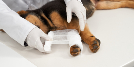 veterinário tratando de cachorro
