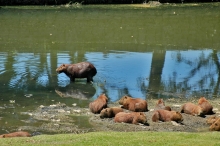 Capivaras na Lagoa da Pampulha - Foto: Portal PBH