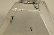 Mudanças na lei ampliam multas para fortalecer o combate ao Aedes Aegypti. Foto: PAHO/WHO/Fotos Públicas