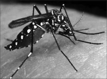 Pelo Disque BH Combate a Dengue, população poderá denunciar locais com possíveis focos do mosquito
