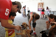 PL visa proibir a abusiva utilização de animais em feiras, exposições e eventos congêneres - Foto: Cesar Brustolin/SMCS