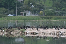 CMBH volta a debater problemas na Lagoa da Pampulha