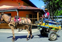 Carroceiro conduz