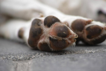 Duas patas de animal sobre o asfalto, durante o dia