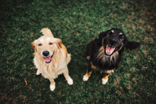 Dois cachorros sentados em grama, vistos de cima: um castanho claro e outro com a pelagem preta com detalhes em marrom. 