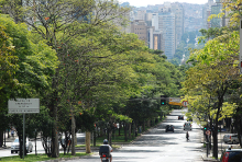 Cerca de trinta árvores em canteiro de avenida, com carros transditando e uma pessoa, ao fundo, atravessando a avenida, em um cenário urbano, durante o dia. 