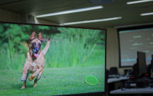 No computador, imagem de cão da raça pastor alemão corre atrás de frisbee em gramado, durannte o dia