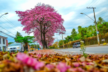 Imagem de um ipê roxo florido, em uma avenida.