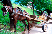 Imagem de um cavalo atrelado a uma carroça. 