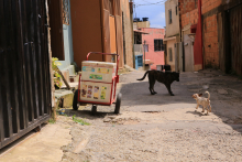 Imagem de dois cães brincando soltos na rua