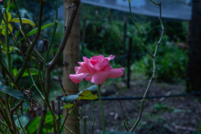 Detalhe da Mata da Izidora, com uma flor em primeiro plano