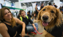 Mulher acompanhada de cão da raça golden retriever dentro de transporte pública