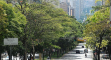 Trecho de avenida com árvores em seu canteiro central