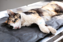 imagem de gato deitado