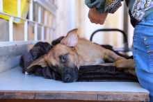 Cão deitado sobre plataforma branca com mão de homem próximo à sua cabeça