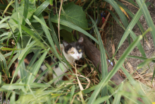 gato se escondendo na grama