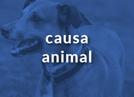 animais
